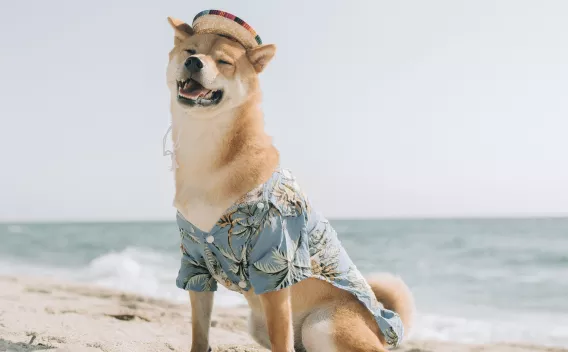 Dog on a beach wearing a hat and a shirt