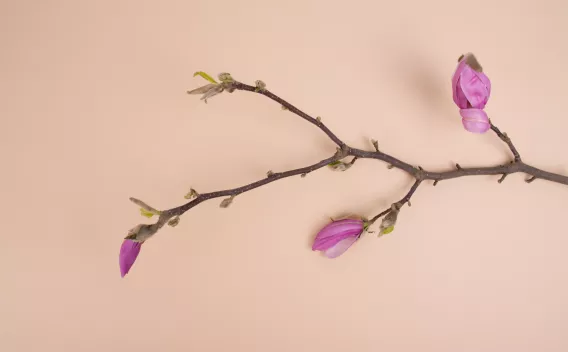Tree branch with buds and flowers